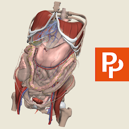 Primal's 3D Abdomen — Android app icon