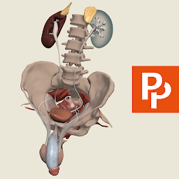 Primal's 3D Male Pelvis — Android app icon