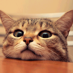 Cat sounds — Android app icon