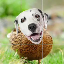 Funny Animals & Dinosaurs — Android game icon