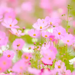 Cosmos Garden Theme +HOME — Android app icon
