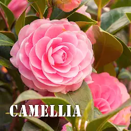 Camellia Theme +HOME — Android app icon