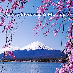 Chery Blossoms & Mt. Fuji — Android app icon
